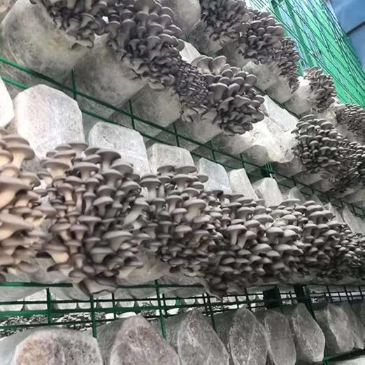 Synthetic Filter PaperStickers, 20 mm, 0.3 μm, Monotub Filter, Filter Discs Mycology - MonotubMushroom Fruiting Chamber Synthetic Filter Disc (90)
