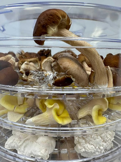350 Watt Mushroom Dehydrator with Adjustable Temperature Control and Extra Tall Trays