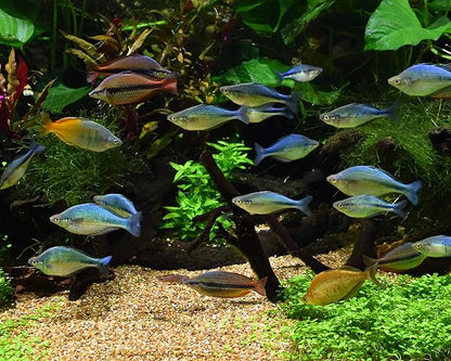 Seachem Matrix Bio Media and Purigen Organic Filtration Resin for Aquariums